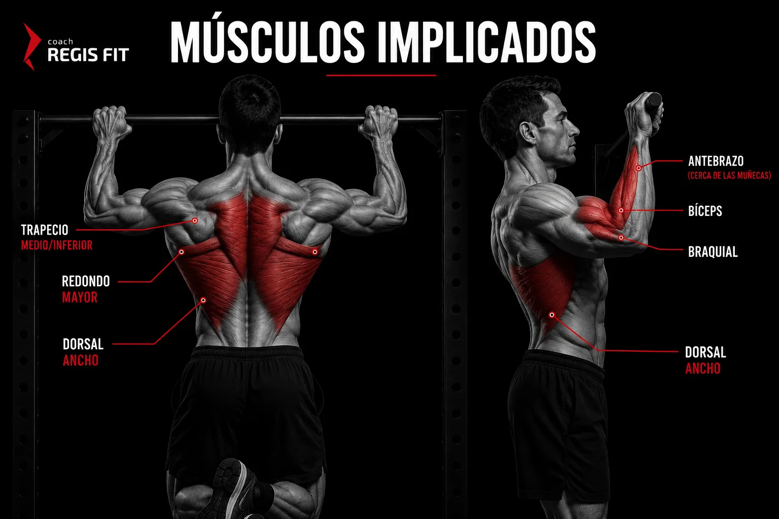 Músculos implicados en las dominadas: dorsal ancho, trapecio, redondo mayor, bíceps y braquial